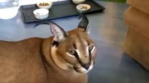 кот шлёпа матерится