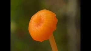 Rickenella fibula or Omphalina fibula   Sithonia  Greece