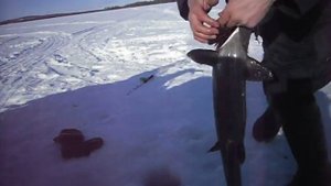 РЫБАЛКА В КАРЕЛИИ ЗИМОЙ КУМЖА 5КГ