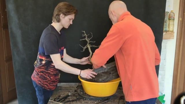 Пересадка бонсай можжевельника, ясеня и сосны