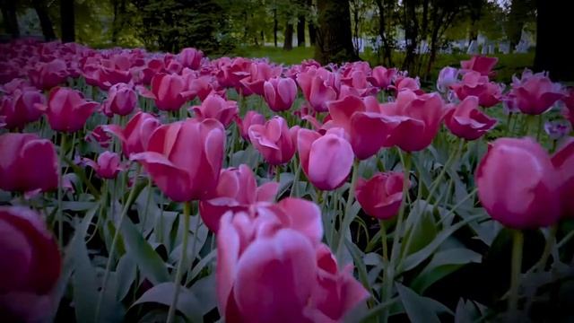 Елагиноостровский дворец. В Санкт-Петербург за впечатлениями! Открывай Россию с АЛЕАН смотреть онлайн