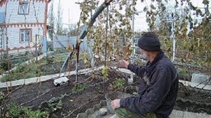 Виноград после заморозка.Проверяем морозостойкость винограда Плевен устойчивый