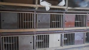 Пермские гривуны Александра Володина