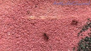 Муравьи ! Рождение муравья в муравьиной ферме!!!