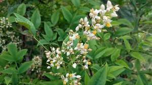 Нандина | Жизнь в Адлере