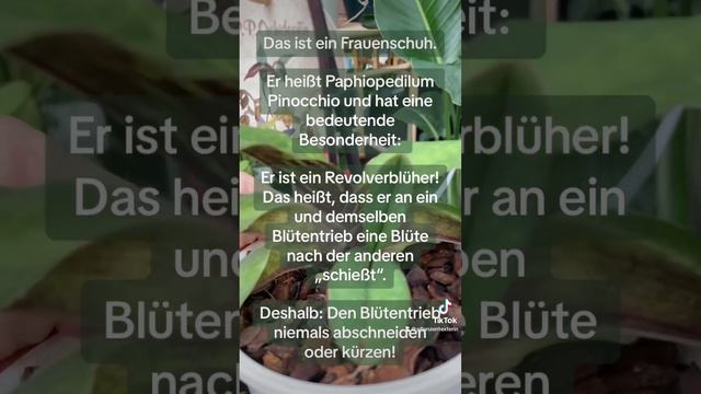 Diese Orchidee hat eine Besonderheit, die du dir unbedingt merken solltest | #frauenschuh #orchidee