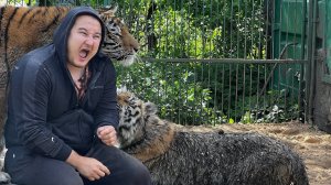 Что тигры сделали с газоном?)Счастливый тигр - Грязный Тигр!