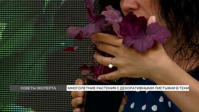 Топ тенелюбивых растений для сада смотреть онлайн