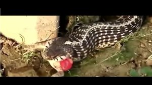 Самое Удивительное Нападения Диких Животных Анаконда Нападает На Корову Гигантская А