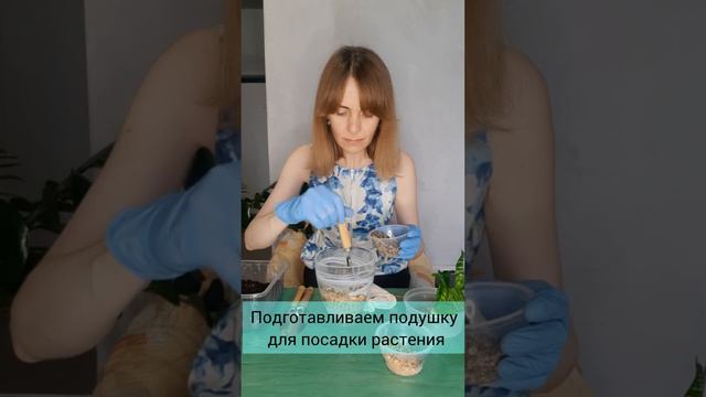 Как создать фитокомпозию с сансевиерией