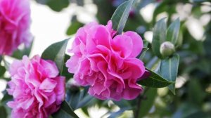 Экзотический цветок   камелия