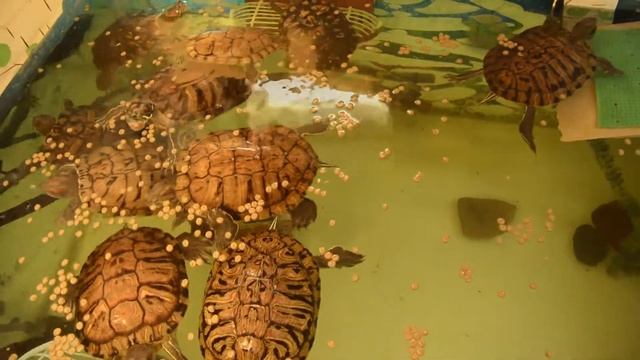 Кормление красноухих черепах кормом Сера Рептиль. / Feeding red-eared turtles with Sera Reptil food смотреть онлайн