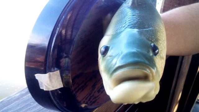 Поющая рыба, подарок рыбаку. смотреть онлайн