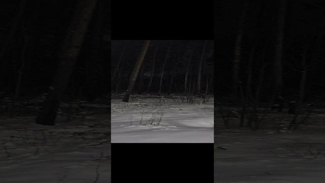 Как хорошо у нас в лесу. Данное видео наберёт один миллион лайков??