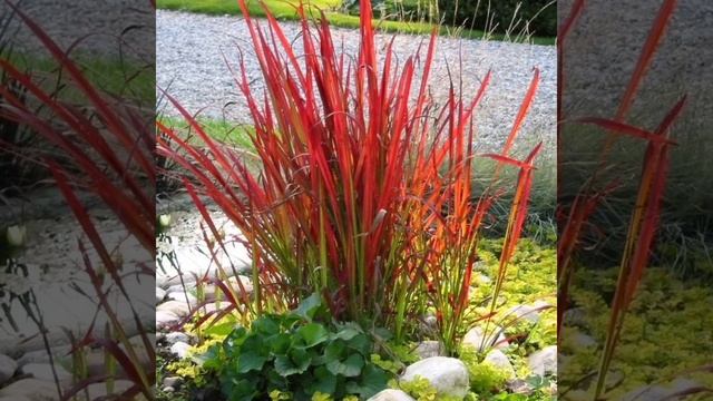 Императа смотреть онлайн