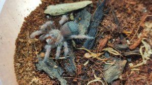 Завел ПАУКА-ПТИЦЕЕДА Brachypelma emilia, но такого я точно не ожидал?