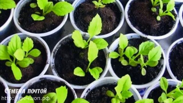 Как ухаживать за рассадой астр? смотреть онлайн