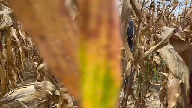 Кукуруза без инсектицидов, фунгицидов и без обработки почвы смотреть онлайн