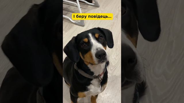 Скажіть що так не тільки в нас😅 #собака #жиза #гумор #юмор смотреть онлайн