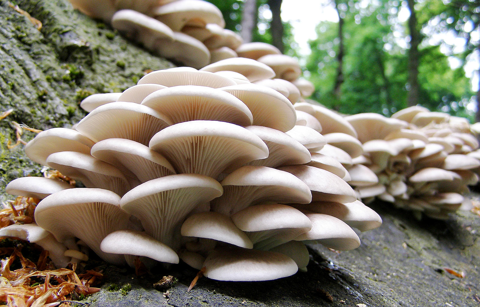грибы вешенки дикие фото