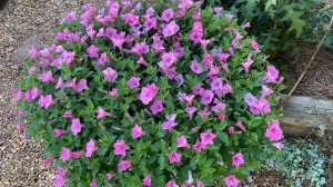 Petunias, never take them for granted. They work!