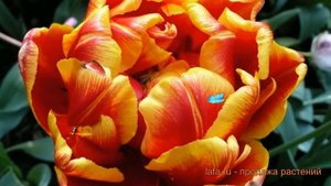 Тюльпан махровый Силеста (tulipa cilesta) 🌿 Силеста обзор: как сажать, луковицы тюльпаны Силеста