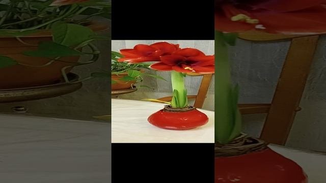 Безводный Амариллис