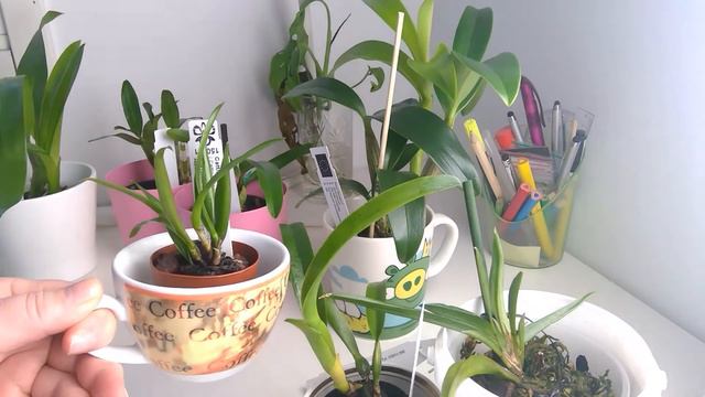 Coffecup Orchids - Update смотреть онлайн