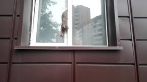 Тюмень. Кошка застряла в окне на Мельникайте, 133