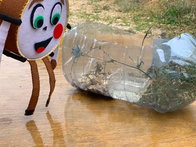 Террариум с лягушками и улитками своими руками! смотреть онлайн