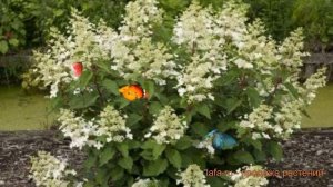 Гортензия метельчатая Биг Бен (hydrangea paniculata) ? обзор: как сажать, саженцы гортензии Биг Бен