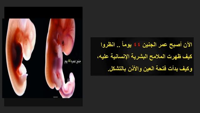 الرقم 42 يشهد بصدق النبـي الكريم смотреть онлайн