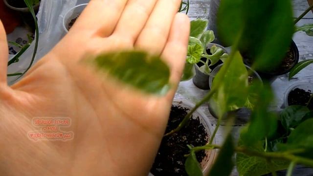 Обзор цветов #комнатныерастения: базелла, бильбергия, розмарин и другие. смотреть онлайн