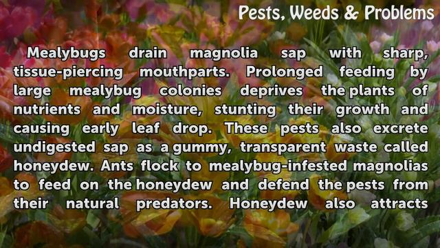 Magnolia Mealybugs смотреть онлайн