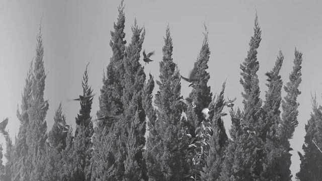 birds смотреть онлайн