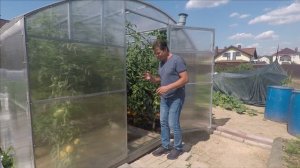 стоит ли закрывать дверь в теплицу с томатами на ночь (видео 2021 года)