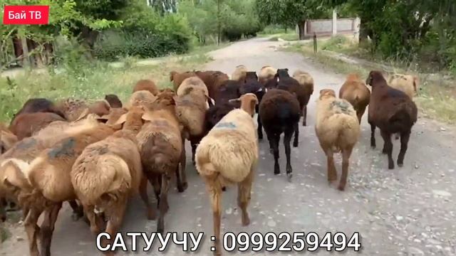 БИР КОРО КОЗУ КИМ ИЗДЕДИ ЭЛЕ? смотреть онлайн