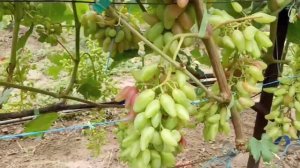 Созревание Велеса и формы винограда Джокер 20 июля 2023. Виноградник Щереденкова В. А