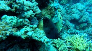 Novotel Marsa Alam домашний риф, 14.08.2021