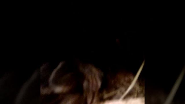 Московская черная Люйкеданьцзи расписная Билефельдор криль смотреть онлайн