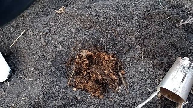 Посадка корневого сельдерея в открытый грунт.Как я сажаю сельдерей.