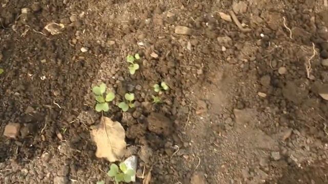 Капельный полив в теплице. смотреть онлайн