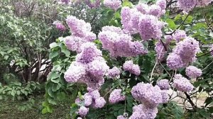 Ежегодный праздник сирени в Солнечногорске. Коллекция из 117 сортов сирени!