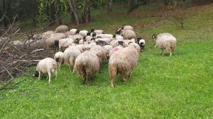 дорпер производители, кросы дорпера и овцематки котные от дорпера