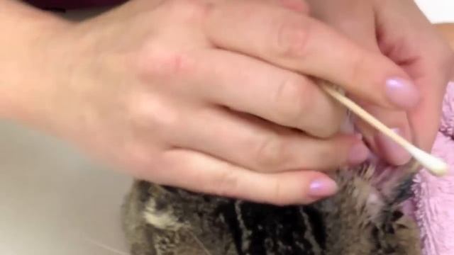 Clean Cat Ear Infections смотреть онлайн