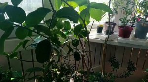 Инжир в квартире. Первые плоды.