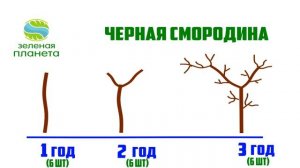 КАК ОБРЕЗАТЬ СМОРОДИНУ ВЕСНОЙ ПРАВИЛЬНО