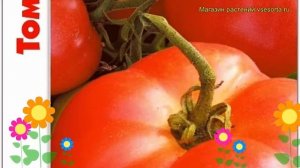 Томат Тунгус. Краткий обзор, описание характеристик, где купить семена solanum lycopersicum Tungus