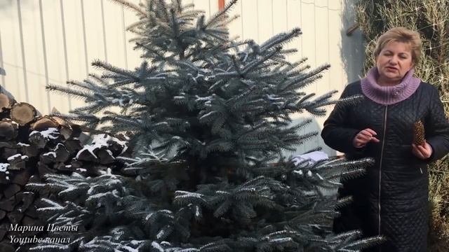 Размножение Голубых елей ! смотреть онлайн