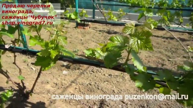 Весенняя обломка побегов винограда, цель обломки, кусты второго года и плодоносящие кусты винограда смотреть онлайн